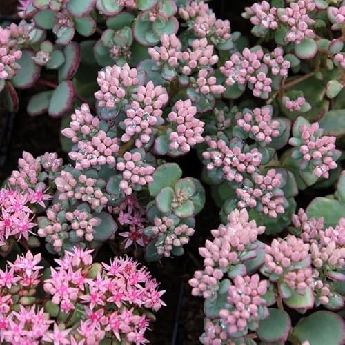6x Siebolds Fettblatt - Sedum sieboldii - Topf 9x9cm von Generic
