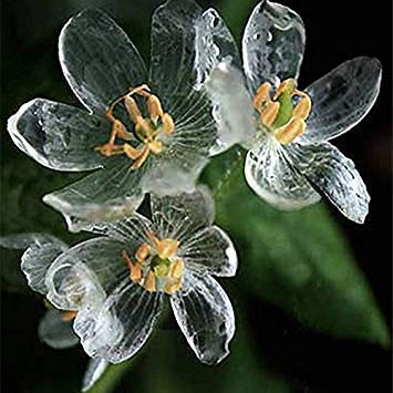 Skeleton Flowers Seeds 100pcs Astilboides tabularis Rare Exotic Plant Water Becomes Transparent Interest von Generic