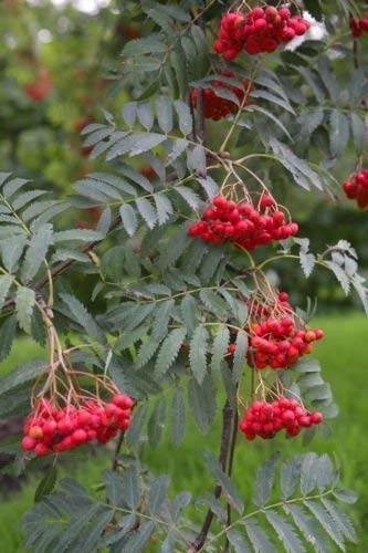 Sorbus aucuparia Eberesche Semi Albero! von Generic