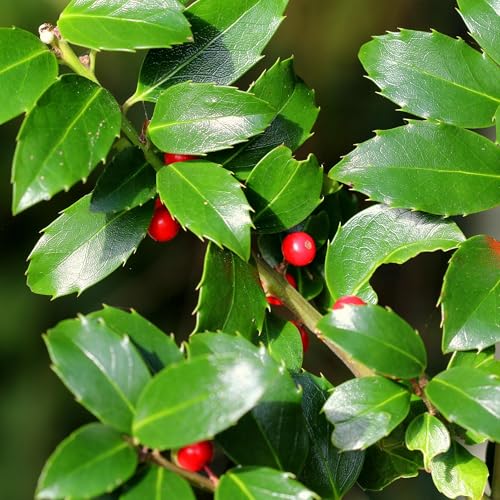 Stechpalme - Ilex Blue maid - Blatt grün - Heckenpflanze - 8 Pflanzen - 1 laufender Meter - immergrün - Topf 9cm Höhe 25-30cm von Generic