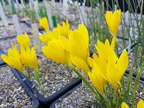 Sternbergia Lutea (Sicula), 3 Lampadine Fiorite von Generic