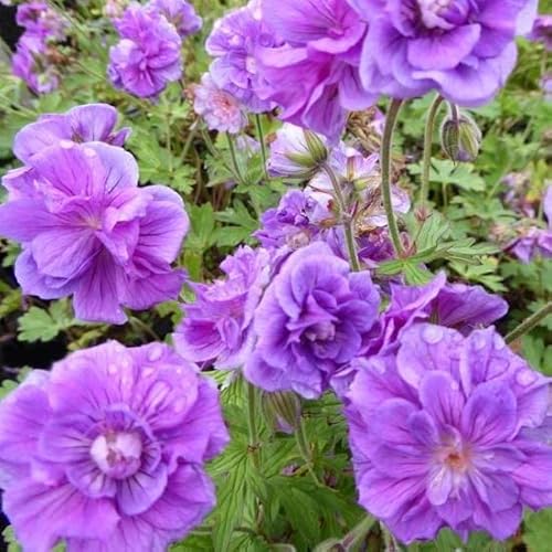6x Storchschnabel Plenum - Geranium himalayense ‘Plenum’ - Topf 9x9cm von Generic