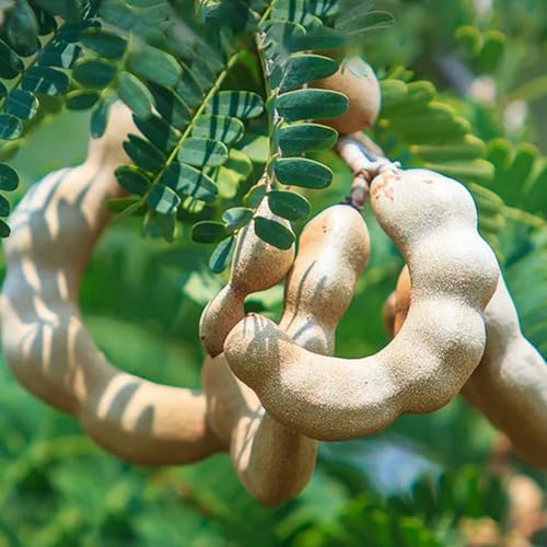Tamarinde Bio Samen - zwergobstbäume winterhart exotische pflanzen säulenobstbäume winterhart steingartenpflanzen frisches obst obstbaum obstbäume kaufen säulenobst obstgarten 20pcs von Generic