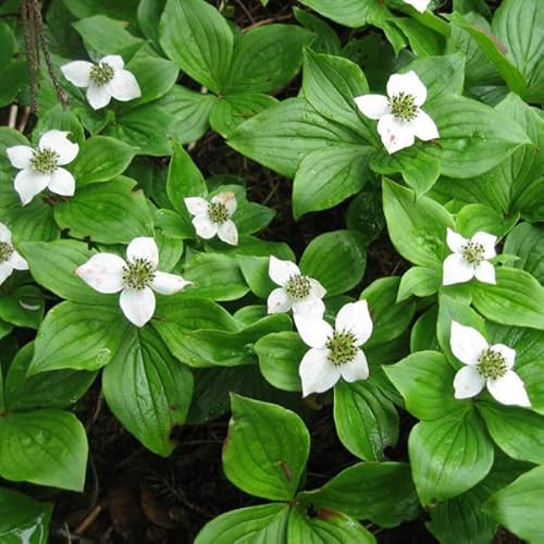 Teppich Hartriegel - Cornus canadensis 40-50 C - 20-25 cm Topf von Generic