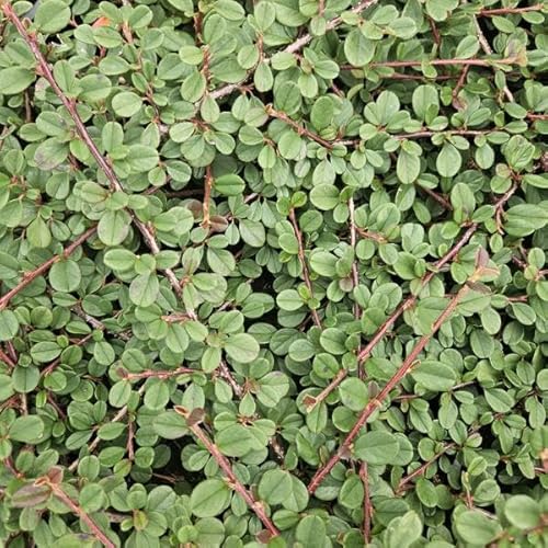 Teppichmispel - Cotoneaster pr. 'Königin der Teppiche' - 10-25cm - Ø9cm - 6 Stück Teppichmispel - Cotoneaster pr. 'Königin der Teppiche' - 10-25cm - Ø9cm - 6 Stück von Generic