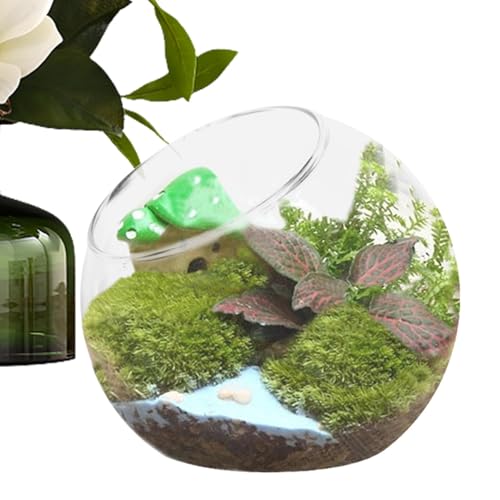 Terrarium aus Glas – Terrarium, runde Vase aus Glas, Sukkulenten | Terrarium-Blumentopf aus Glas, rund, Terrariumglas, Hauptteil, Anzeige zu Hause, Tank von Generic