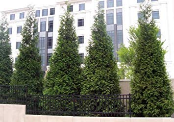 Thuja Green Giant Tree of Life Seeds : Seeds Only Thuja Green Giant Tree of Life Seeds : Seeds Only von Generic