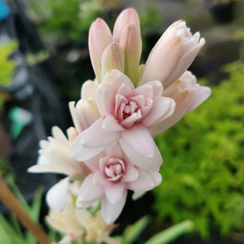 Tuberose zwiebeln blumenzwiebeln frühblüher winterharte stauden blumen balkon gewächshaus balkon balkonpflanzen winterhart blumenzwiebeln bonsai topf wildblumen sommerblumen zwiebeln 15pcs von Generic