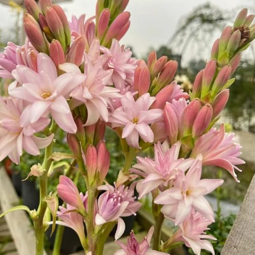 Tuberose zwiebeln frühlingsblüher zwiebeln wildblumen gartenpflanzen blumenzwiebel gewächshaus balkon blumenzwiebeln Tuberose blumenzwiebeln frühblüher winterharte stauden balkon 15pcs von Generic