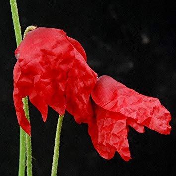 VISA STORE Semi - Semi Meconopsis Puna von Generic