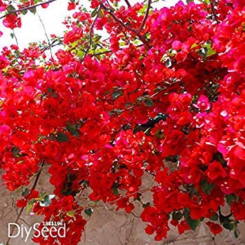 Vistaric Promozione Della perdita!100 Pz/borsa Rosso Bougainvillea Spectabilis Semi Perenne Semi di Piante Bonsai Semi di Fiori di Bouganville, KK3MIH Vistaric Promozione Della perdita!100 Pz/borsa Rosso Bougainvillea Spectabilis Semi Perenne Semi di Piante Bonsai Semi di Fiori di Bouganville, KK3MIH von Generic