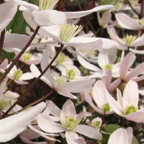 Waldrebe 'Apple Blossom' - Clematis armandii ‘Apple Blossom' - 50-60_C von Generic