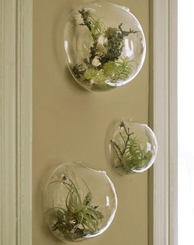 Wandmouted Blumenvase Glas Terrarium Kit Von 3 Bubble Hagig Plater Kleines Aquarium Zum Placig Air Plat Succulet Kakteen Greeery Für Idoor Outdoor Livig Raumdekoration, Clear, Style 1 von Generic