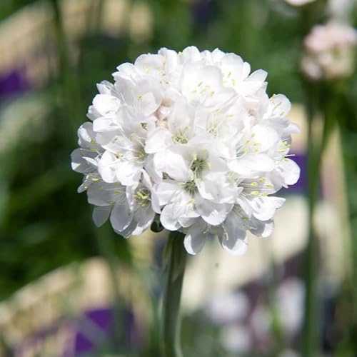 6x Weiße Grasnelke Alba - Armeria maritima ‘Alba’ - Kleincontainer 9x9cm von Generic