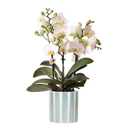 Weiße Phalaenopsis Orchidee Lausanne + Painted Stripe Ziertopf Türkis - Topfgröße Ø9cm - Zimmerpflanze Weiße Phalaenopsis Orchidee Lausanne + Painted Stripe Ziertopf Türkis - Topfgröße Ø9cm - Zimmerpflanze von Generic