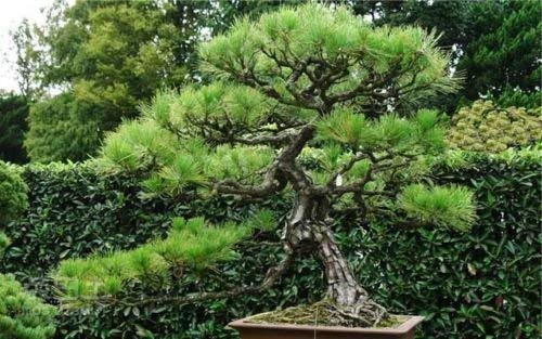 White Pine 10 semi Pinus armandii cinesi ornamentale bonsai semi di albero CombSH White Pine 10 semi Pinus armandii cinesi ornamentale bonsai semi di albero CombSH von Generic