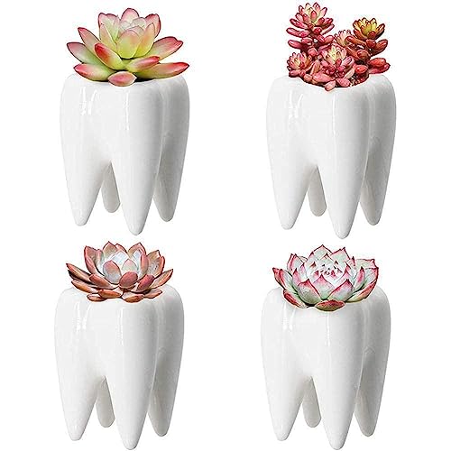 Zahnvase Sukkulenten Keramik Blumentopf Wohnzimmer Desktop Balkon Dekoration Weiß Handwerk Vase Zahndekoration von Generic