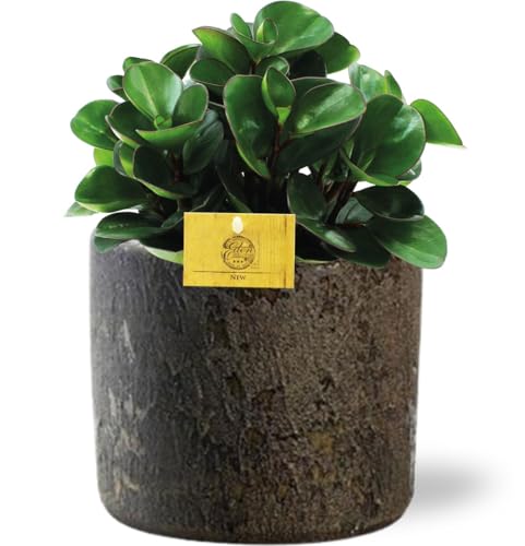 Zwergpfeffer - Peperomia Burning Bush - Zimmerpflanze - Ø15cm - 25cm + Topf D16x14cm von Generic