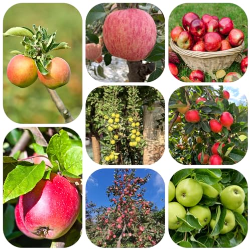 apfelbaum kaufen - samen bäume garten hochbeet balkon obstbaum winterharte stauden apfel samen balkon pflanze obstpflanzen pflanzen garten spalierobst äpfel samen dekopflanzen 1000pcs von Generic