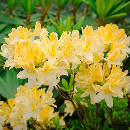 azalee rhododendron pflanzen winterhart gelb - blumensamen - exotische samen winterharte stauden saatgut alte sorten mehrjährige blumenwiese pflanzen winterhart draußen 550 Stück von Generic