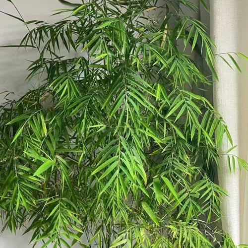 bambua samen - pflanzensamen stauden winterhart mehrjährig bambuspflanze winterharte pflanzen für garten topf pflanze pflanztöpfe garden saatgut zimmerpflanzen 60pcs bambua samen - pflanzensamen stauden winterhart mehrjährig bambuspflanze winterharte pflanzen für garten topf pflanze pflanztöpfe garden saatgut zimmerpflanzen 60pcs von Generic