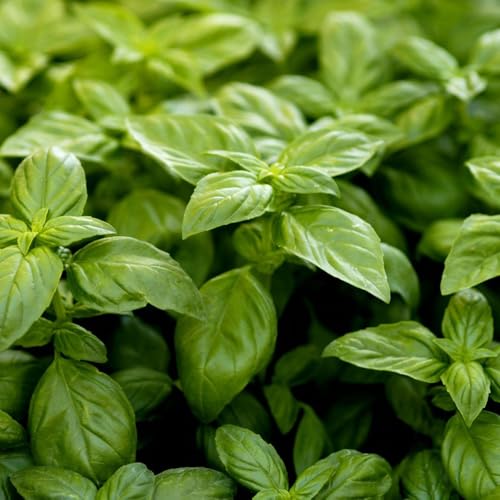 basilikum samen - saatgut gemüsepflanzen balkonpflanzen basil seeds kräuterbeet kräutergarten geschenk garden topf pflanze zimmerpflanzen stauden winterhart mehrjährig kräuter samen 50pcs basilikum samen - saatgut gemüsepflanzen balkonpflanzen basil seeds kräuterbeet kräutergarten geschenk garden topf pflanze zimmerpflanzen stauden winterhart mehrjährig kräuter samen 50pcs von Generic