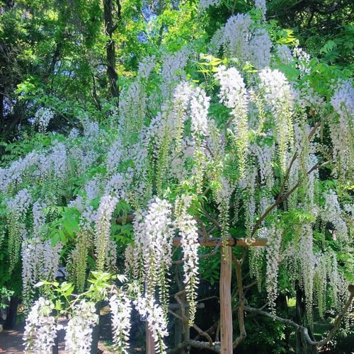 blauregen pflanze samen - bio saatgut balkonpflanzen frühling wisteria pflanze steingarten pflanzen pflanzen garten steingarten pflanzen bodendecker winterhart mehrjährig pflanzen 15pcs blauregen pflanze samen - bio saatgut balkonpflanzen frühling wisteria pflanze steingarten pflanzen pflanzen garten steingarten pflanzen bodendecker winterhart mehrjährig pflanzen 15pcs von Generic