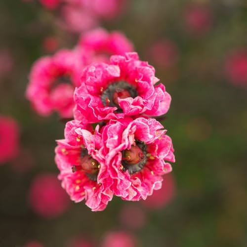 blumensamen - manuka samen balkonblumen stauden winterhart mehrjährig baum samen sommerblumen samen winterharte pflanzen für garten zimmerpflanzen baumsamen manuka geschenke für 100pcs blumensamen - manuka samen balkonblumen stauden winterhart mehrjährig baum samen sommerblumen samen winterharte pflanzen für garten zimmerpflanzen baumsamen manuka geschenke für 100pcs von Generic