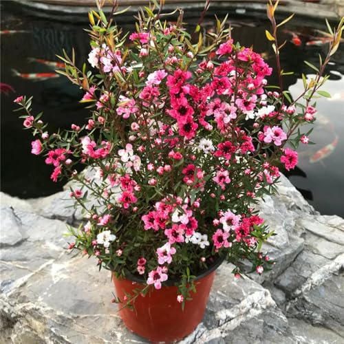 blumensamen - manuka samen gartenpflanzen gartensamen - Seltene Pflanzen serie - pflanzensamen blumen samen topf pflanze exotische pflanzen winterhart draußen winterharte pflanzen für 100pcs blumensamen - manuka samen gartenpflanzen gartensamen - Seltene Pflanzen serie - pflanzensamen blumen samen topf pflanze exotische pflanzen winterhart draußen winterharte pflanzen für 100pcs von Generic