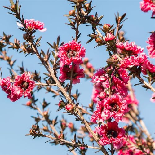 blumensamen - manuka samen sommerblumen samen pflanzensamen baumsamen manuka exotische pflanzen winterhart draußen winterharte pflanzen für garten topf pflanze gartensamen saatgut 100pcs blumensamen - manuka samen sommerblumen samen pflanzensamen baumsamen manuka exotische pflanzen winterhart draußen winterharte pflanzen für garten topf pflanze gartensamen saatgut 100pcs von Generic