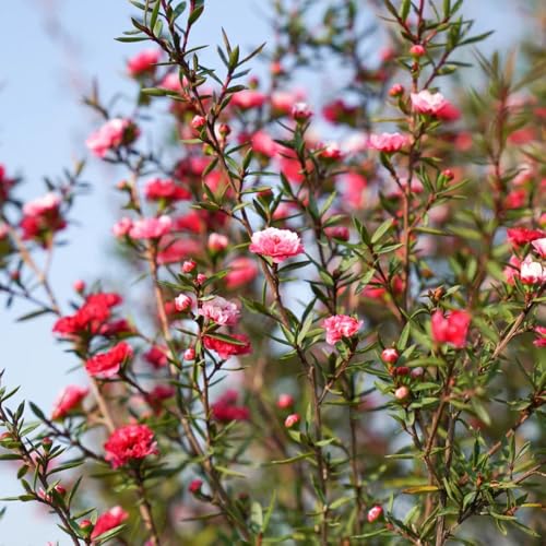 blumensamen - manuka samen sommerblumen samen saatgut flower seeds exotische pflanzen winterhart draußen topf pflanze pflanzensamen gartenpflanzen balkonblumen gartensamen blumensaat 80pcs blumensamen - manuka samen sommerblumen samen saatgut flower seeds exotische pflanzen winterhart draußen topf pflanze pflanzensamen gartenpflanzen balkonblumen gartensamen blumensaat 80pcs von Generic