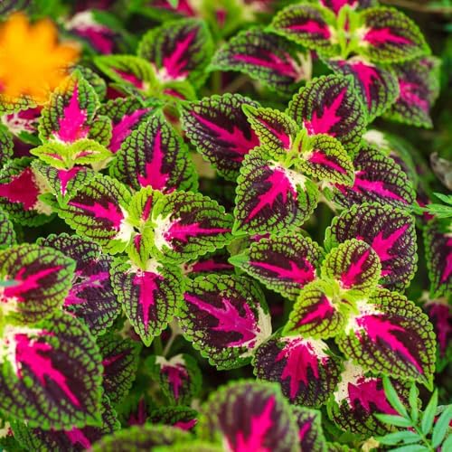 buntnessel pflanze - samen zimmerpflanzen bodendecker balkon deko exotische pflanzen buntnessel schattenpflanzen dekopflanzen bonsai winterharte pflanzen für garten - Seltene Pflanzen 300pcs buntnessel pflanze - samen zimmerpflanzen bodendecker balkon deko exotische pflanzen buntnessel schattenpflanzen dekopflanzen bonsai winterharte pflanzen für garten - Seltene Pflanzen 300pcs von Generic