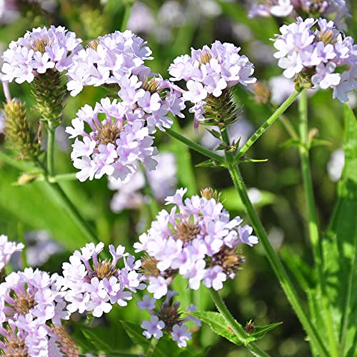 eisenkraut pflanze winterhart samen,Verbena bonariensis,blumensamen gartenarbeit kräutersamen saatgut plant balkon deko seed zimmerpflanzen garten geschenke für männer saat 20 Stück von Generic