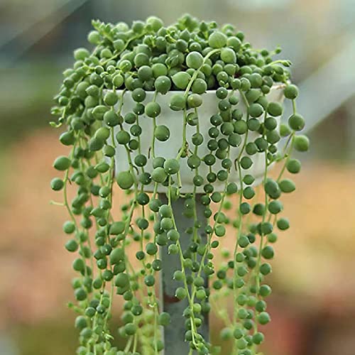 erbsenpflanze Senecio rowleyanus hängend samen - fleischfressende pflanzen Sukkulenten succulent plants - kräuter samen luftreinigende zimmerpflanzen zimmerbonsai bonsai 180 Stück von Generic