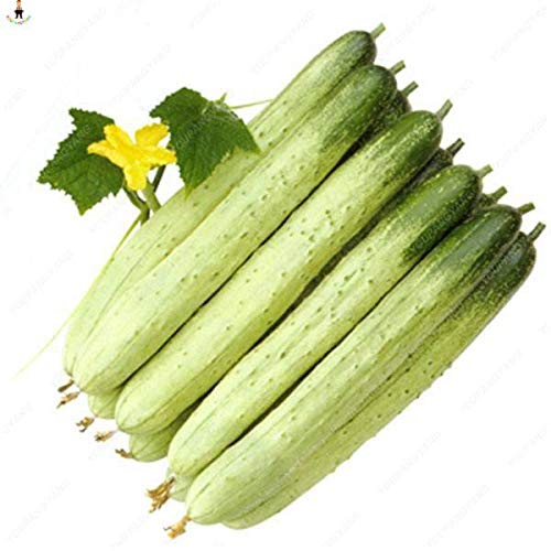 fresco 100Pcs cetriolo Semi di ortaggi per piantare Verde chiaro:Seeds only von Generic