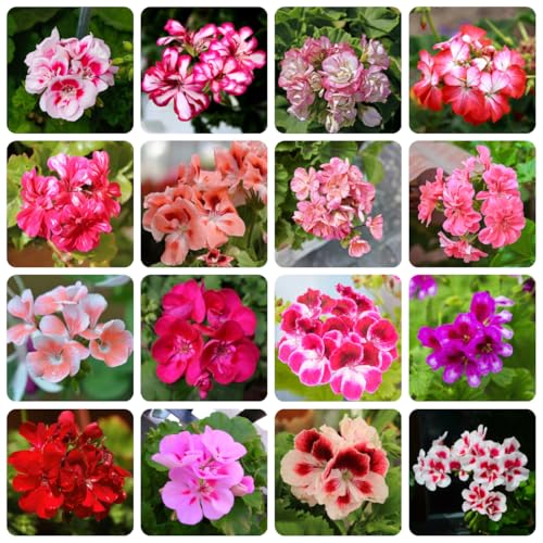 geranien samen stehend, blumensamen balkon winterharte stauden kletterpflanzen winterhart schnellwachsend gartendeko für draußen blumendeko deko pflanzen saat hochbeett zimmerpflanze 800pcs von Generic