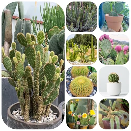 kakteen samen - exotische zimmerpflanzen samen pflanzendeko cactus exotische pflanzen samen kräuter samen mehrjährig bonsai samen garten pflanzen winterharte winterharte kübelpflanzen 800pcs kakteen samen - exotische zimmerpflanzen samen pflanzendeko cactus exotische pflanzen samen kräuter samen mehrjährig bonsai samen garten pflanzen winterharte winterharte kübelpflanzen 800pcs von Generic