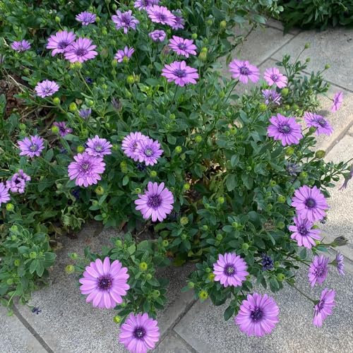 kapkörbchen - samen pflanzensamen bodendecker winterhart mehrjährig balkon deko balkonblumen wildblumensamen topfpflanzen zimmerpflanzen winterharte kübelpflanzen blumensamen 400pcs kapkörbchen - samen pflanzensamen bodendecker winterhart mehrjährig balkon deko balkonblumen wildblumensamen topfpflanzen zimmerpflanzen winterharte kübelpflanzen blumensamen 400pcs von Generic