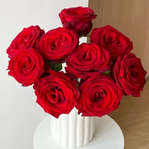 kletterrosen winterhart duftend - samen balkonblumen exotische pflanzen saatgut balkonpflanze kletterrose gartenblumen duftrosen starker duft winterhart balkon deko rosensamen garten 650pcs kletterrosen winterhart duftend - samen balkonblumen exotische pflanzen saatgut balkonpflanze kletterrose gartenblumen duftrosen starker duft winterhart balkon deko rosensamen garten 650pcs von Generic