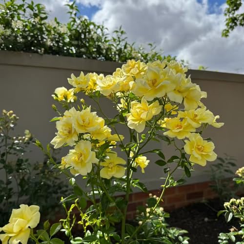 kletterrosen winterhart duftend - samen balkonpflanze kletterrose gartenblumen flower seeds kübelpflanzen garden zimmerpflanzen balkon pflanze kletterrosen duftrosen starker duft 300pcs kletterrosen winterhart duftend - samen balkonpflanze kletterrose gartenblumen flower seeds kübelpflanzen garden zimmerpflanzen balkon pflanze kletterrosen duftrosen starker duft 300pcs von Generic