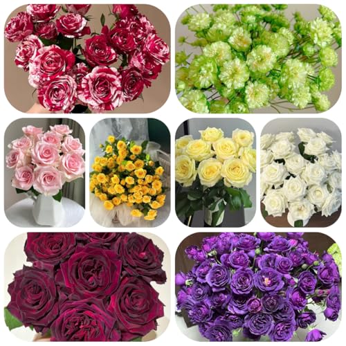 kletterrosen winterhart duftend - samen balkonpflanze kletterrose pflanzen winterhart draußen gartenpflanzen rosenpflanzen balkon pflanze kletterrosen flower seeds kübelpflanzen garden 800pcs kletterrosen winterhart duftend - samen balkonpflanze kletterrose pflanzen winterhart draußen gartenpflanzen rosenpflanzen balkon pflanze kletterrosen flower seeds kübelpflanzen garden 800pcs von Generic