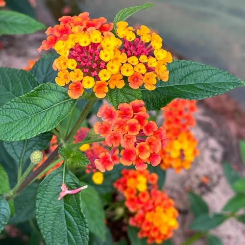 lantana wandelröschen pflanze samen, blumendeko, pflanzen für sonnige plätze winterharte pflanzen für garten, winterharte blumen deko blumen, bonsai samen, pflanzen winterhart draußen 100pcs von Generic