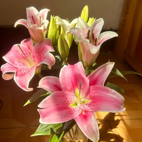 lilien zwiebeln winterhart mehrjährig - pflanztopf zimmerbonsai bonsai blumenzwiebel knollen topf luftreinigende zimmerpflanzen mittagsblume 8pcs lilien zwiebeln winterhart mehrjährig - pflanztopf zimmerbonsai bonsai blumenzwiebel knollen topf luftreinigende zimmerpflanzen mittagsblume 8pcs von Generic
