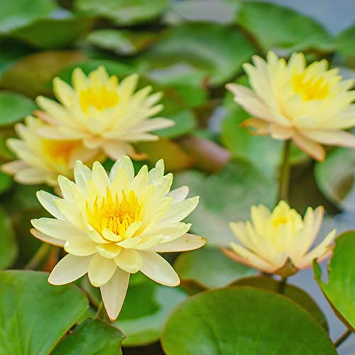 lotus seeds samen - Nelumbo nucifera seerose - zimmerpflanze blumen garten hochbeete für garten deko büro bodendecker winterhart mehrjährig 30 Stück von Generic