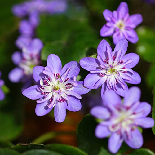 nachtkerze samen bio,nachtkerzen pflanzen saatgut,Oenothera biennis,winterharte stauden exotische samen bodendecker samen winterhart blumendeko pflanzenkübel deko büro 150 Stück von Generic