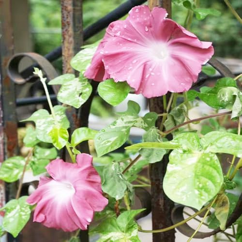 prunkwinde samen - blumendeko bonsai balkonpflanzen wildblumensamen mehrjährig winterhart balkonblumen kletterpflanzen blumen samen prunkwinde balkon deko topf pflanze 120pcs prunkwinde samen - blumendeko bonsai balkonpflanzen wildblumensamen mehrjährig winterhart balkonblumen kletterpflanzen blumen samen prunkwinde balkon deko topf pflanze 120pcs von Generic