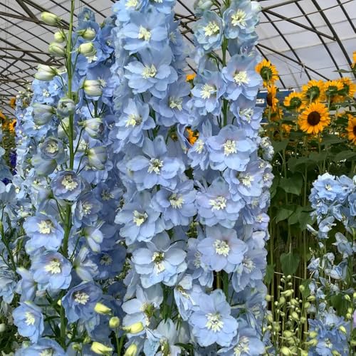 rittersporn samen winterhart mehrjährig, balkon pflanze plant blumen deko wildblumenwiese saatgut mehrjährig plant bodendecker winterhart mehrjährig gartenblumen gartendeko für draußen 400pcs von Generic