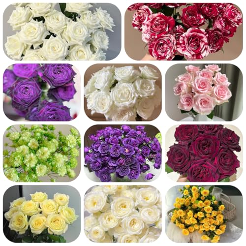 rosen pflanzen - samen balkon pflanze kletterrosen balkonpflanze kletterrose blumensamen mehrjährig winterhart zimmerpflanzen blumen samen rosen duftrosen starker duft winterhart 800pcs rosen pflanzen - samen balkon pflanze kletterrosen balkonpflanze kletterrose blumensamen mehrjährig winterhart zimmerpflanzen blumen samen rosen duftrosen starker duft winterhart 800pcs von Generic