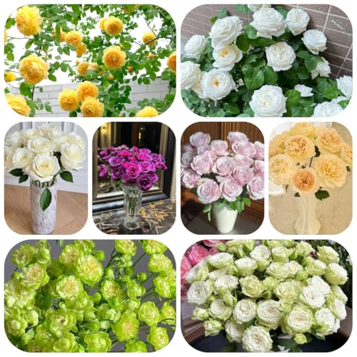 rosen pflanzen - samen balkonblumen rankpflanzen winterhart gartenblumen balkon deko rosensamen pflanzen winterhart draußen bonsai topf garten pflanzensamen balkonpflanze kletterrose 550pcs rosen pflanzen - samen balkonblumen rankpflanzen winterhart gartenblumen balkon deko rosensamen pflanzen winterhart draußen bonsai topf garten pflanzensamen balkonpflanze kletterrose 550pcs von Generic