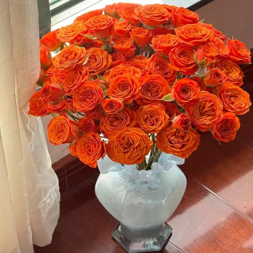 rosen pflanzen - samen balkonpflanze kletterrose balkon deko rosensamen bienenfreundliche pflanzen pflanzen winterhart draußen balkon pflanze kletterrosen rankpflanzen winterhart 500pcs rosen pflanzen - samen balkonpflanze kletterrose balkon deko rosensamen bienenfreundliche pflanzen pflanzen winterhart draußen balkon pflanze kletterrosen rankpflanzen winterhart 500pcs von Generic